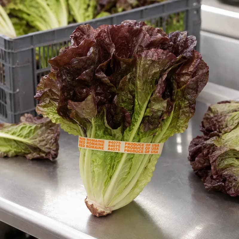 Red Leaf Lettuce Rubber Band 5.5X0.375 IN Rubber Latex White Orange 1/Bag